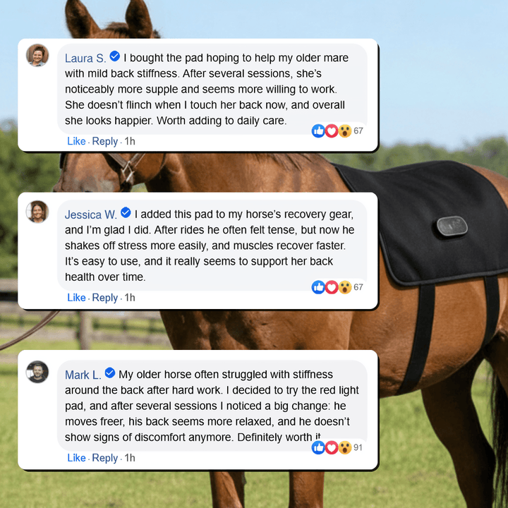 LED Red Light Therapy Back Wrap for Horses 4