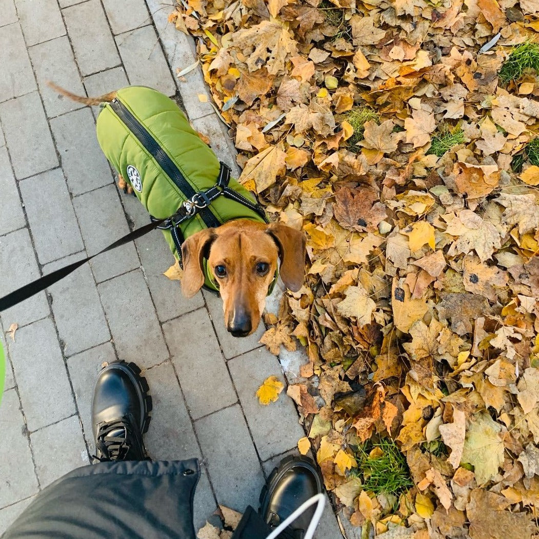 Dog Jacket with Built-In Harness, Windproof and Water-Resistant, Reflective 7