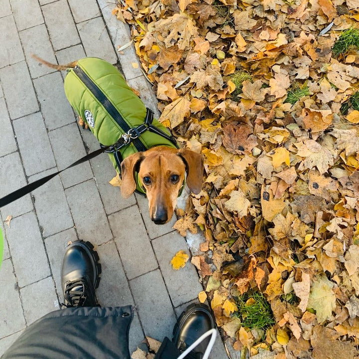 Dog Jacket with Built-In Harness, Windproof and Water-Resistant, Reflective 7