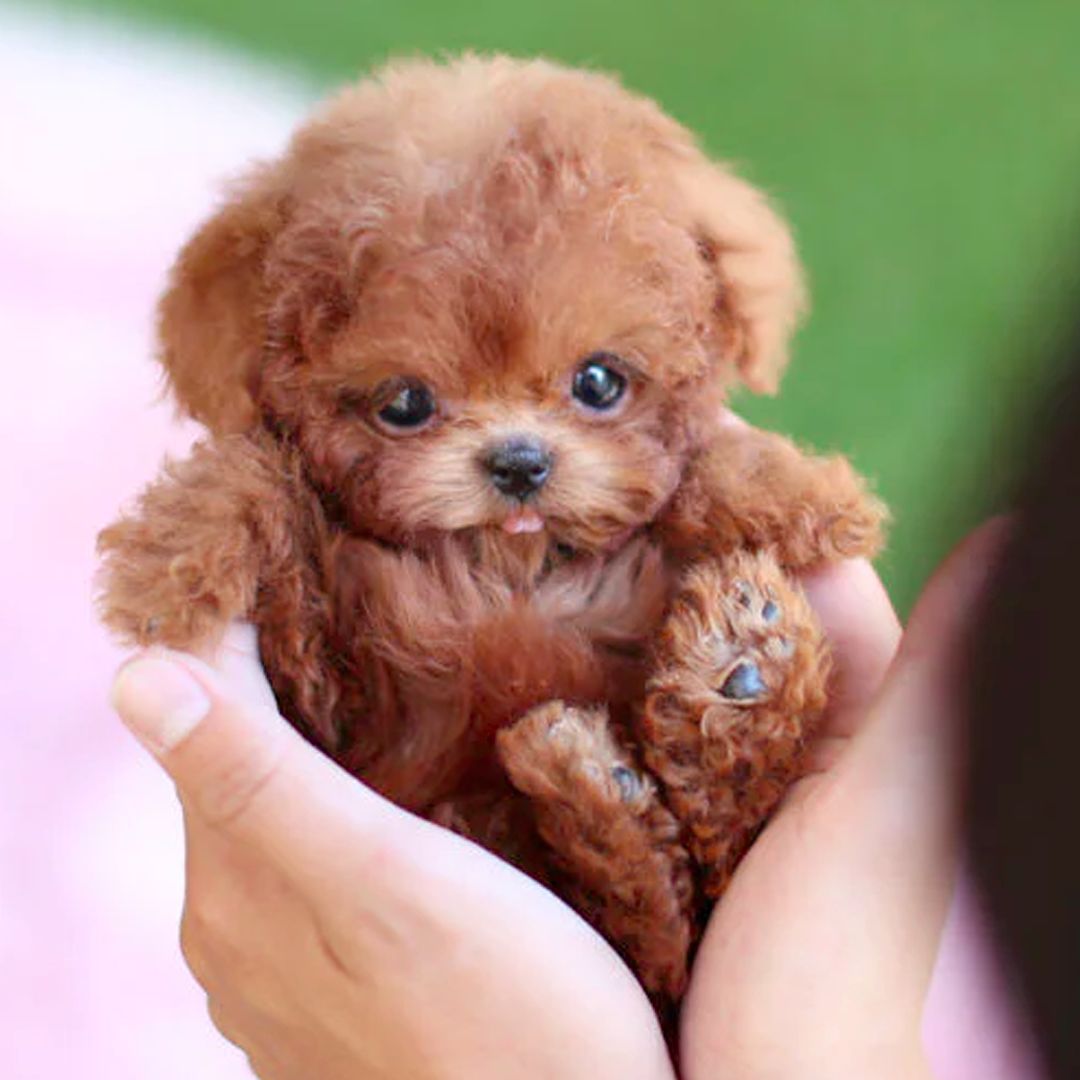Kids' Interactive Robot Puppy for Lifelike Companionship 1