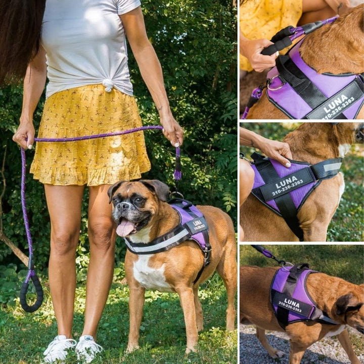 Personalized Dog Harness - Reflective & Supportive Design 6