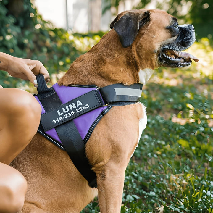 Personalized Dog Harness - Reflective & Supportive Design 3
