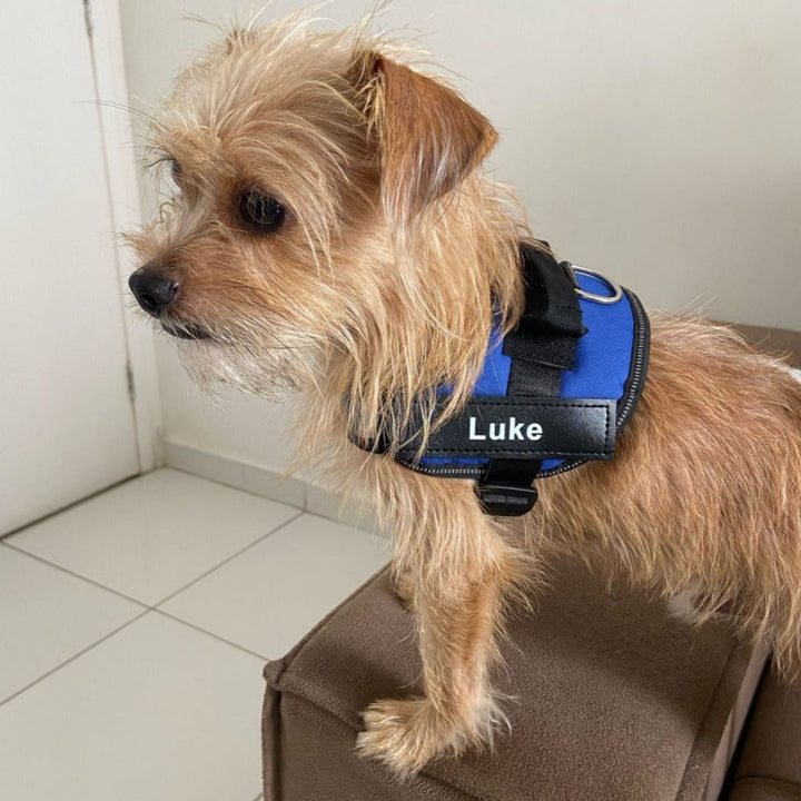 Personalized Dog Harness - Reflective & Supportive Design 12