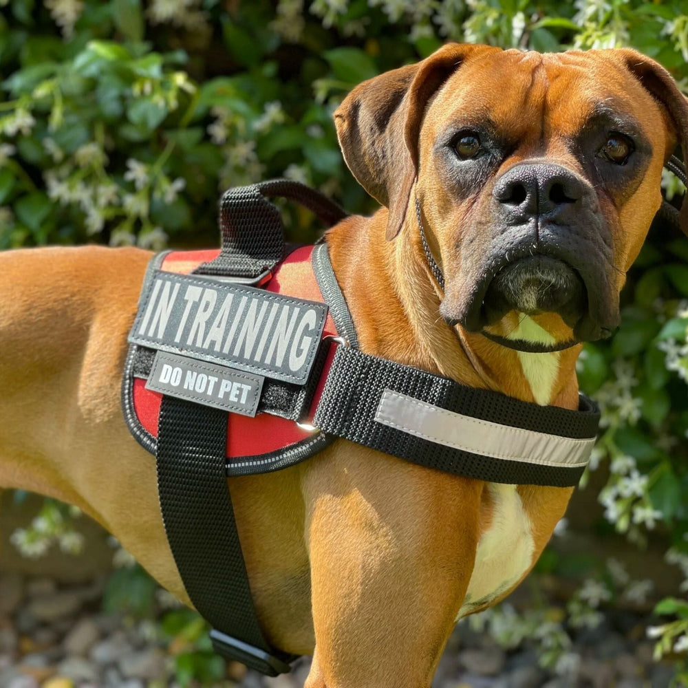 Personalized Dog Harness - Reflective & Supportive Design 2
