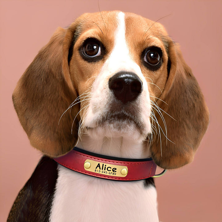 Engraved Leather Dog Collar with Personalized Nameplate 1