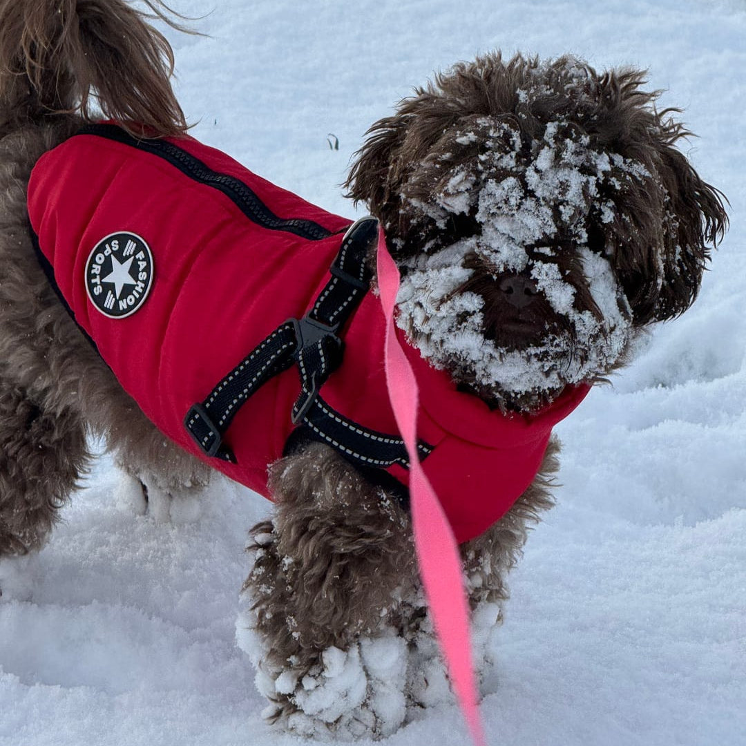 Winter Dog Coat with Built-In Harness, Padded and Lined 11
