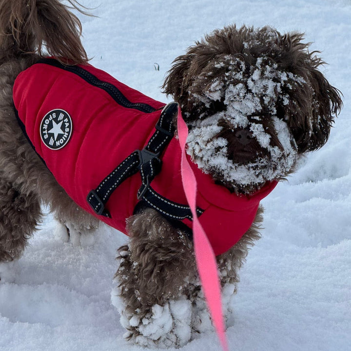 Winter Dog Coat with Built-In Harness, Padded and Lined 11