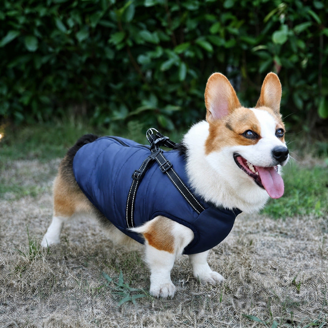 Winter Dog Coat with Built-In Harness, Padded and Lined 3