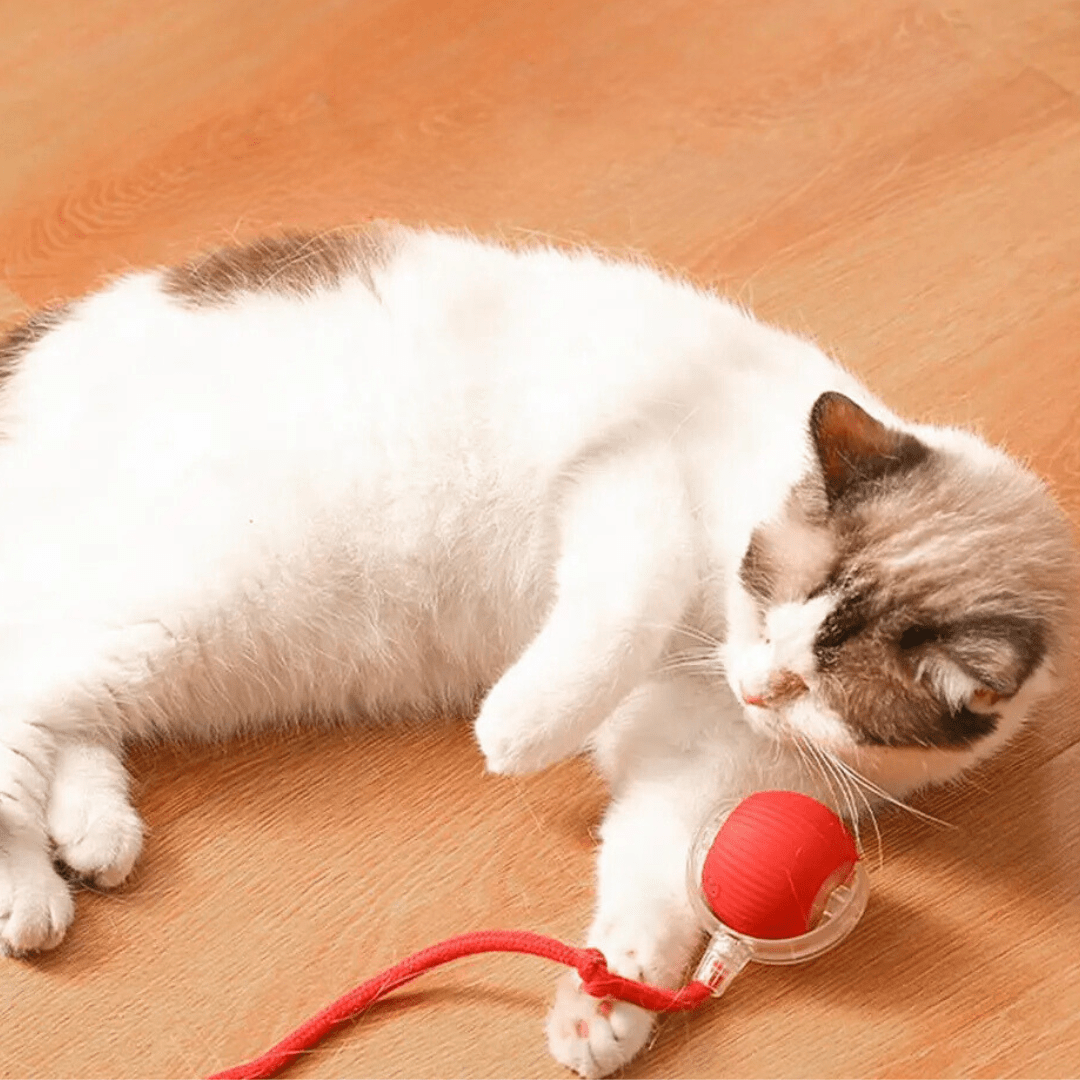 ChaseBall Interactive Chase Toy for Dogs and Cats - LED, USB 3