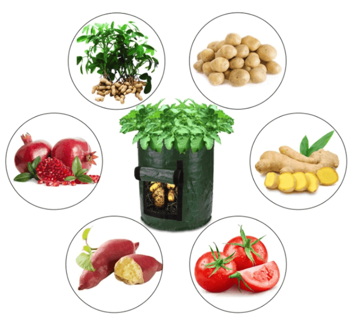 Grow Potatoes at Home: Smart Potato Grow Bag for Patio & Balcony 11